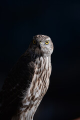Goshawk for Korean  human heritage hawk hunting.