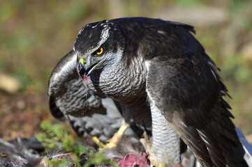 Goshawk for Korean  human heritage hawk hunting.