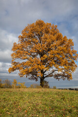 Oak tree with golden autumn foliage in sunny  day. Colorful autumn landscape.