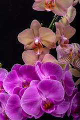 Beauty colorful orchid flowers isolated on black background