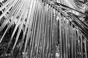 Black and white close up view of beautiful green palm leaf on natural background
