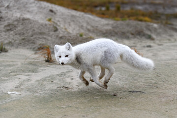 Arctic fox (Vulpes Lagopus) in wilde tundra. Arctic fox running.