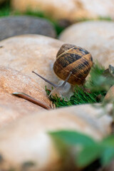 Big snail in shell crawling on road, summer day in garden