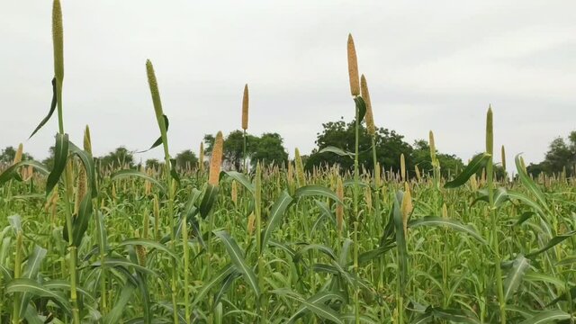 Young Bajara (millet) crop field, plants moving in air