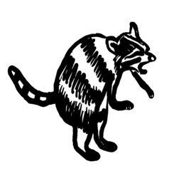 drawing picture of funny angry raccoon standing on its hind legs, sketch, hand drawn digital vector illustration © alfaori