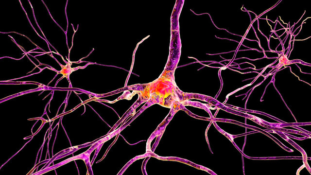 Neurons, brain cells, located in the frontal lobe of the human brain