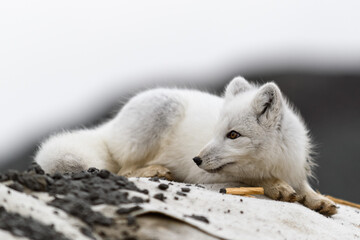  Arctic fox (Vulpes Lagopus) in wilde tundra. Arctic fox lying.