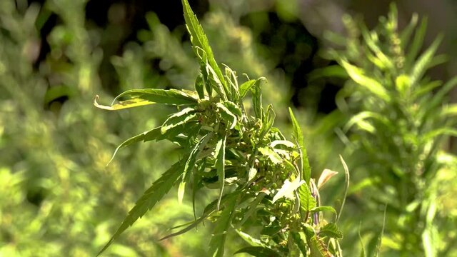 Plan de cannabis chanvre naturel pousse au soleil gros plan  sur un pied de marijuana pour consommation m&eacute;dical r&eacute;cr&eacute;ative en fumant la drogue