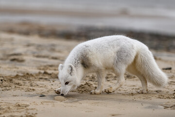 Arctic fox (Vulpes Lagopus) in wilde tundra. Arctic fox on the beach.