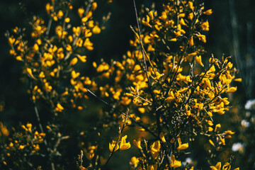 Close-up of a bunch of yellow flowers of cytisus scoparius