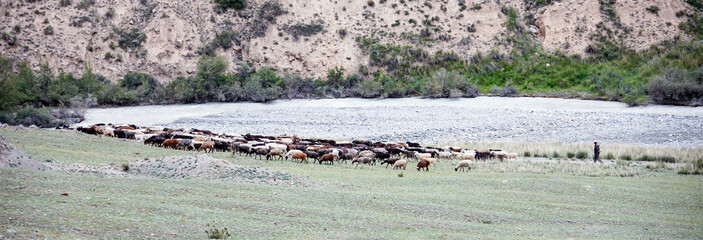 Flock of sheep returns from high-altitude pastures.