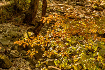 Leaves on branch over rocky riverbed