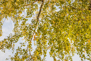 Autumn in the park: golden and green birch tree leaves in the sunlight
