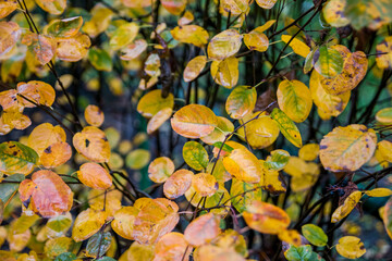 Bush with wet yellow leaves after rain. Wet autumn foliage background.Selective focus