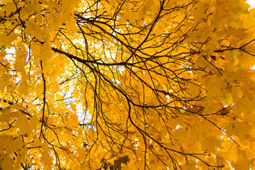Beautiful golden autumn maple leaves on trees in park against the sky. Beautiful autumn yellow in maple leaves