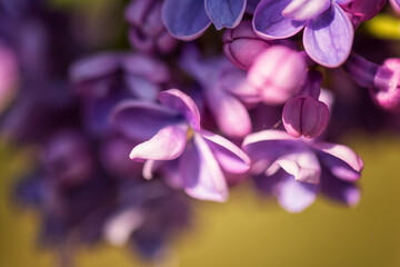 Naklejka na ściany i meble Macro image of blossoming lilac beautiful flowers with copy space, natural floral spring violet abstract background suitable for wallpaper, cover or greeting card, selective focus