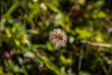 dandelion in the grass