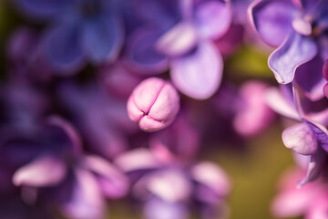 Macro image of blossoming lilac beautiful flowers with copy space, natural floral spring violet abstract background suitable for wallpaper, cover or greeting card, selective focus