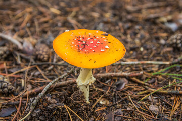 Red-orange fly agaric in autumn forest. Red-orange mushroom / to