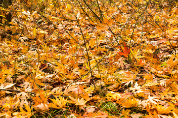 Beautiful carpet of fallen golden maple leaves leaves after rain in the autumn forest