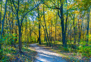 Captain Daniel Wright Woods Forest Preserve autumn view in Illinois