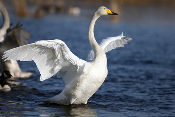 The whooper swan (Cygnus cygnus) with wings spread. A white swan with a yellow beak on the clear blue surface of a Scandinavian lake.