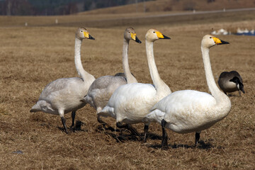 The whooper swan (Cygnus cygnus), four swans on a line. Swans walking in a row on the yellow grass of an early spring meadow.