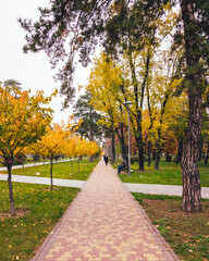Leaf fall in the park in autumn. Landscape with sakura, maples and other trees on a cloudy day.