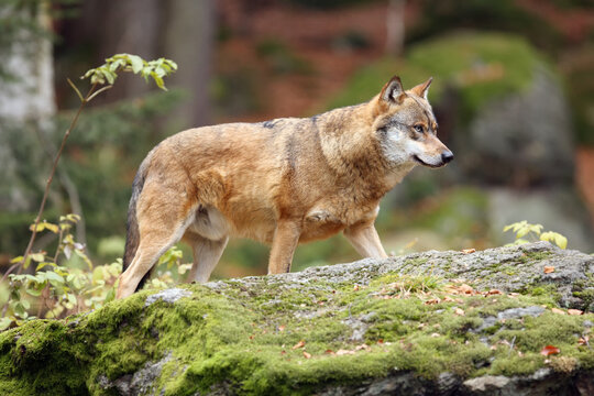 The grey wolf or gray wolf (Canis lupus), adult wolf standing on a rock. Adult wolf in the autumn forest.