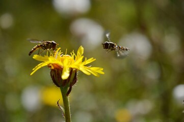 two wasps on a yellow flower