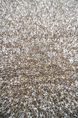 Buddhist leaves ceiling