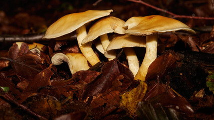 sulphur tuft - Hypholoma fasciculare