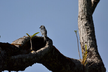 Ashy Drongo on tree