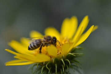 Bee on a yellow flower, close up, spiky flower, bee pollinating a plant