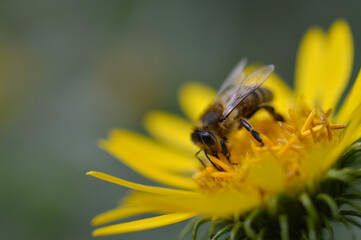 Bee on a yellow flower, close up, spiky flower, bee pollinating a plant