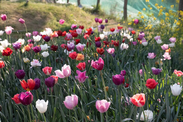 형형색색의 튤립꽃밭