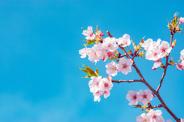 青空とピンクの桜