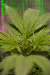 Closeup of Cannabis female plant in flowering phase