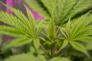 Naklejka na ściany i meble Closeup of Cannabis female plant in flowering phase
