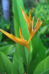 flower in the garden