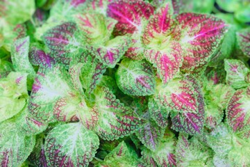 green moss background