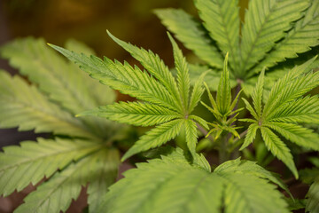 Closeup of Cannabis female plant in flowering phase