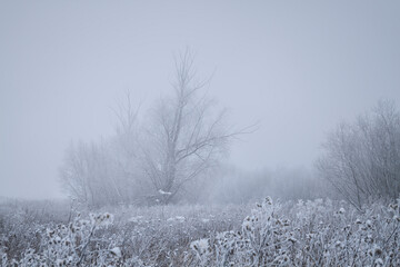 frosty winter morning