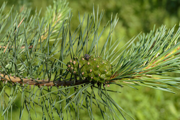 Young green pine cone on a branch.