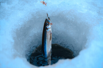 The caught fish is in the fishing hole, the close-up.