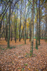 autumn in the woods