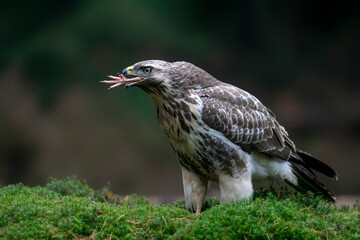 Common Buzzard (Buteo buteo) eating a piece of a dove in the forest of Noord Brabant in the Netherlands. Green background.