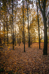 autumn in the park in Italy