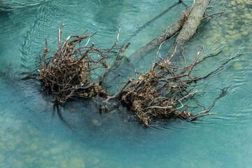 Naklejka premium Two trees in the river, Zagorochoria, Epirus, Greece