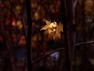 晩秋の風景　色づいたモミジ　11月